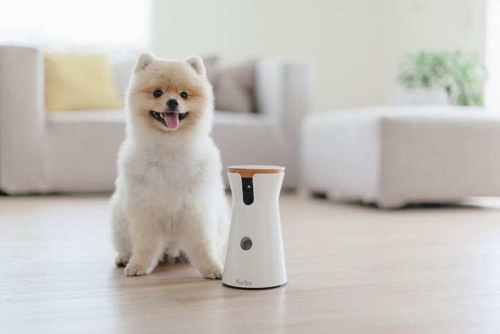 A photo of a small fluffy dog next to Furbo, which  doubles as a camera and a food dispensary, delivering treats or kibble throughout the day