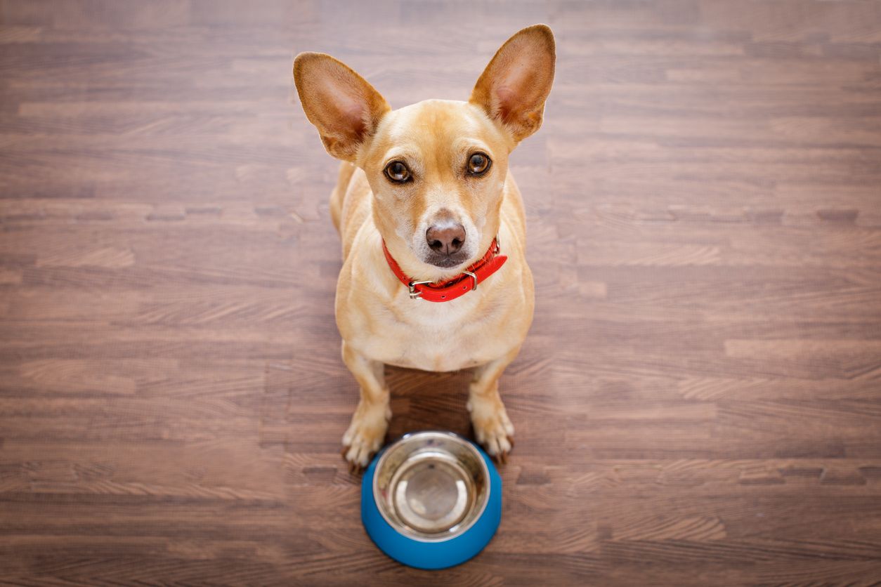 wireless dog feeder