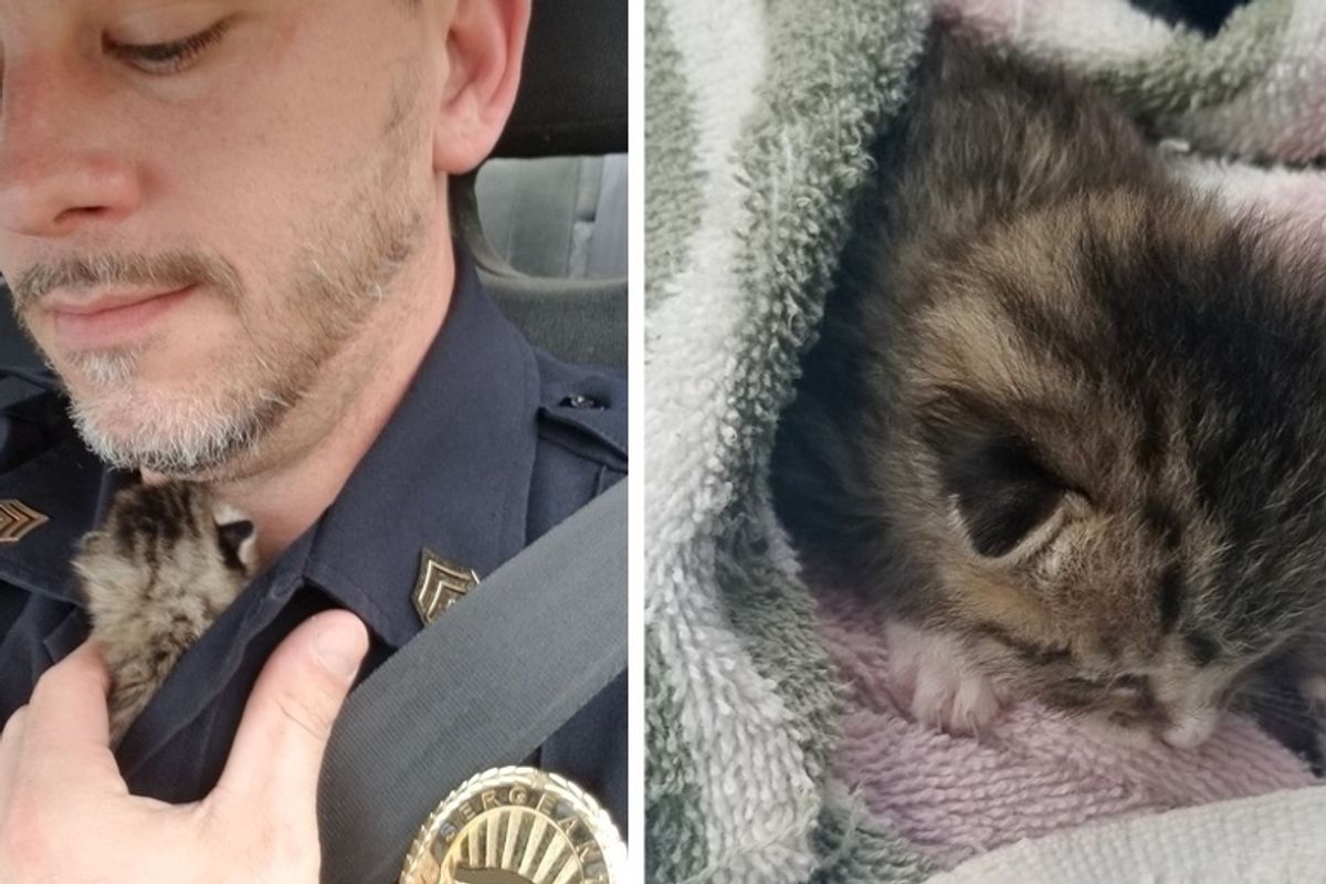 Officer Saves Kitten from Under a House When He Hears the Kitty After 2 Days of Searching