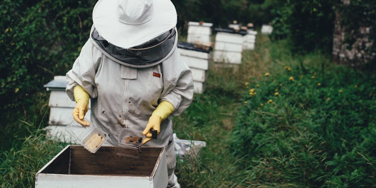 Weed killer residues found in 98 percent of Canadian honey samples