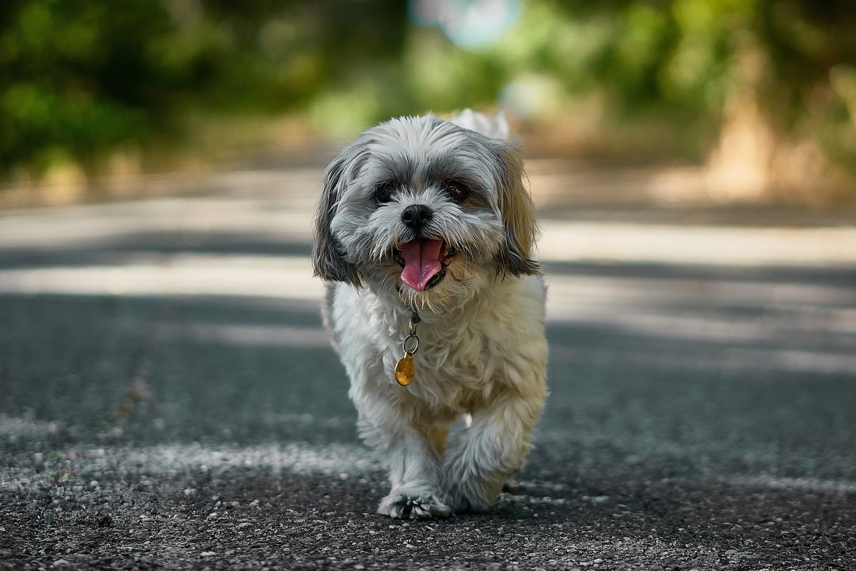 cute small puppy walking down the street
