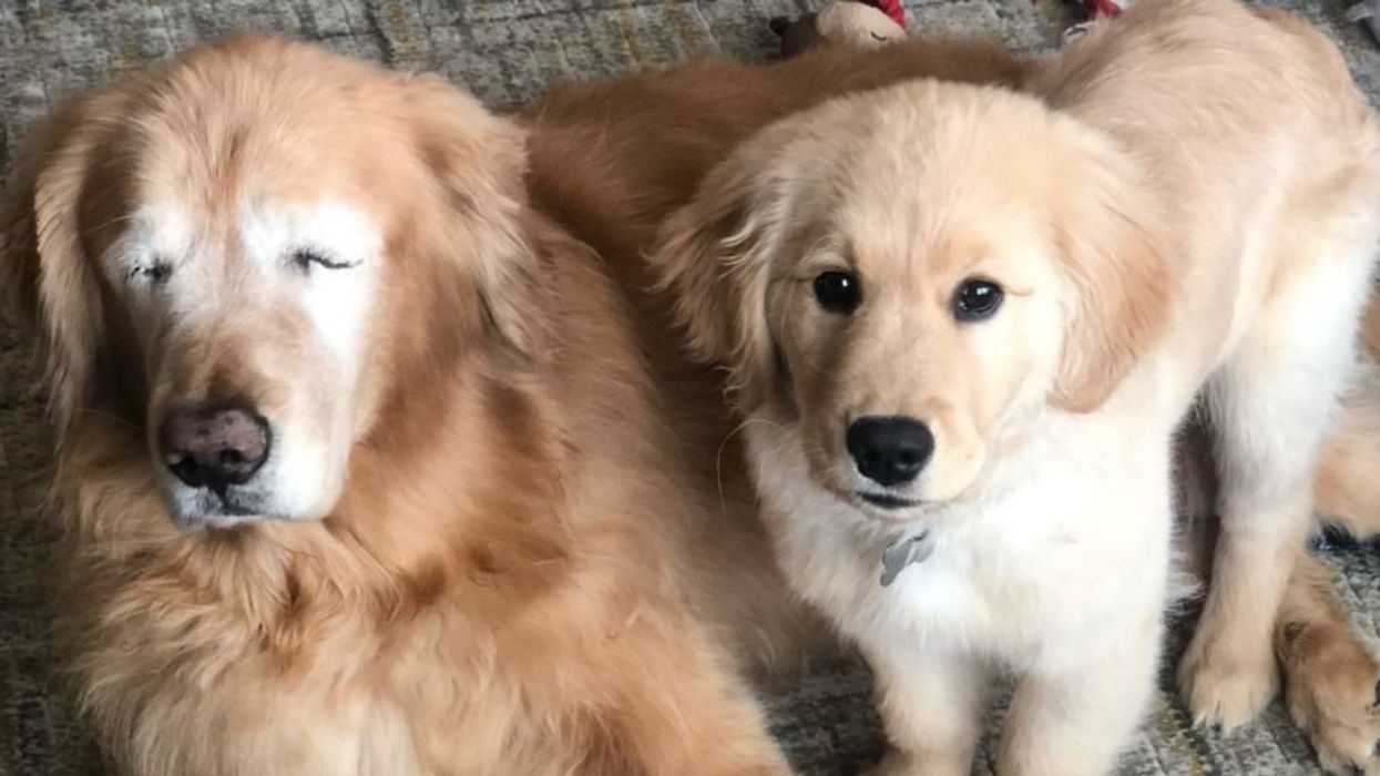 This Adorable 'Seeing Eye' Puppy Who Helps His Blind Canine Friend 'See' Is Taking Over Instagram