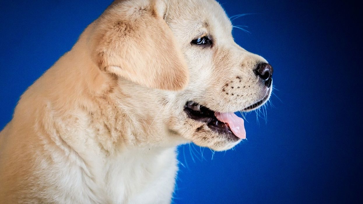 Labrador retriever named most popular dog breed