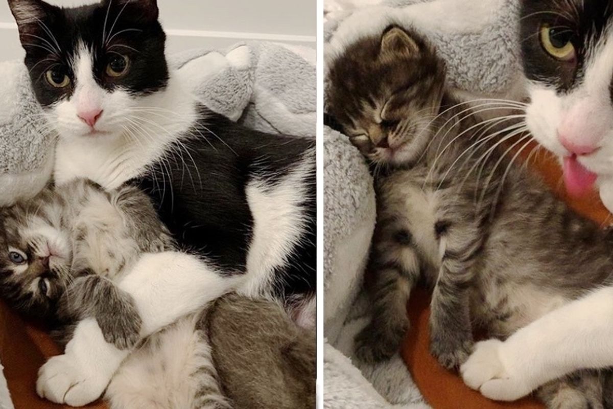 Stray Cat Sneaks into Basement with Her Kittens and Finds Someone to Help Them
