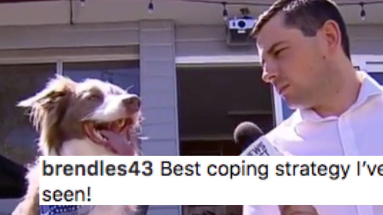 Dog Gives The Most On Brand Response While Getting Interviewed By A Local News Reporter