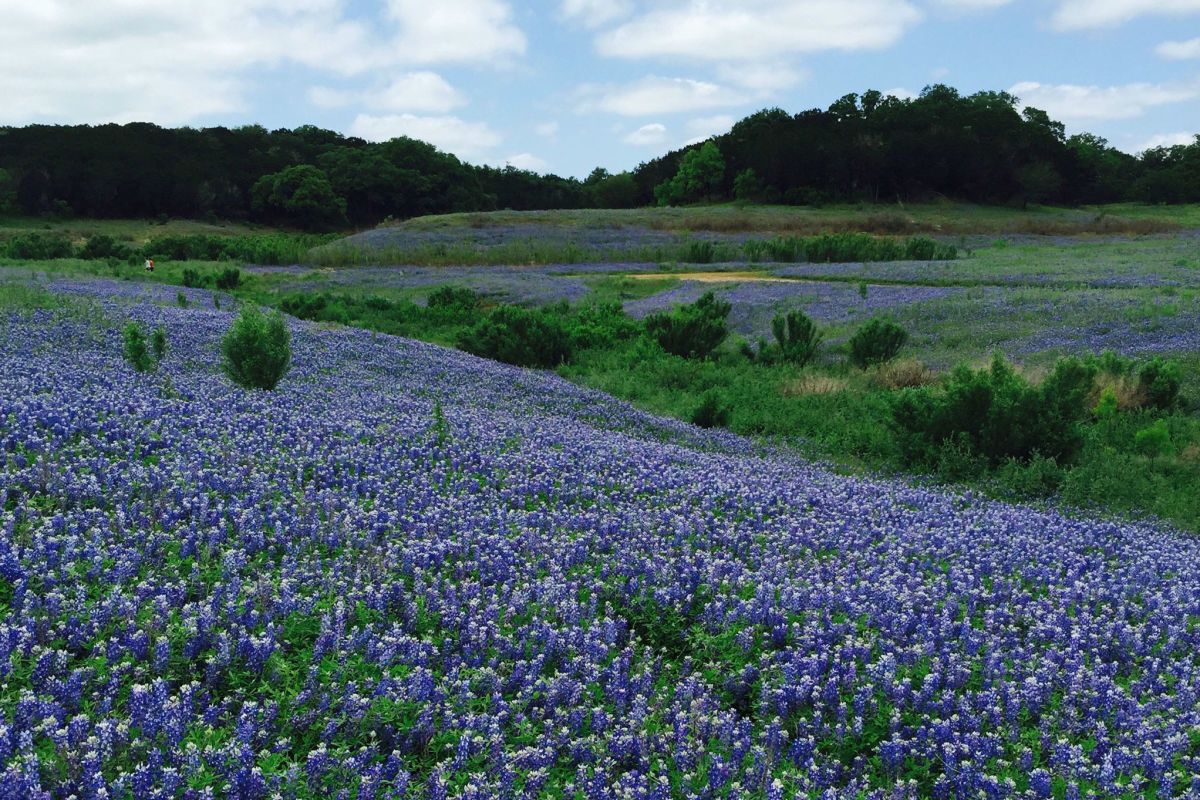 Where to find the Hill Country's best bluebonnets and wildflowers