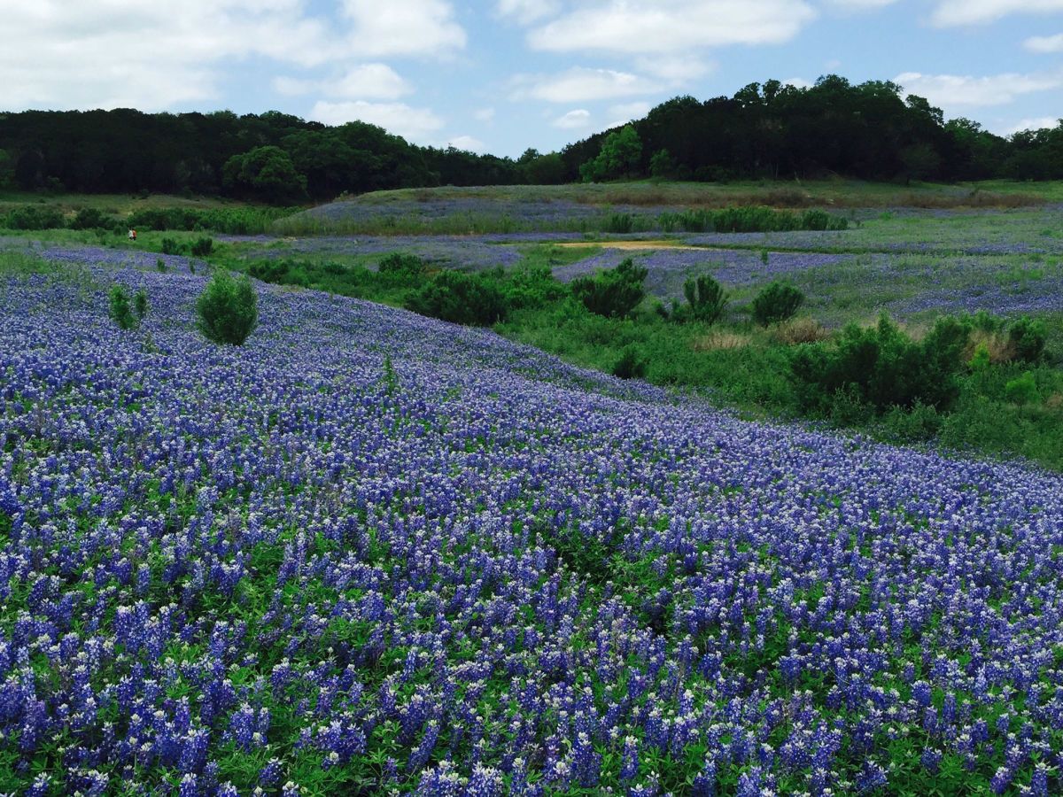 Where to find the Hill Country's best bluebonnets and wildflowers
