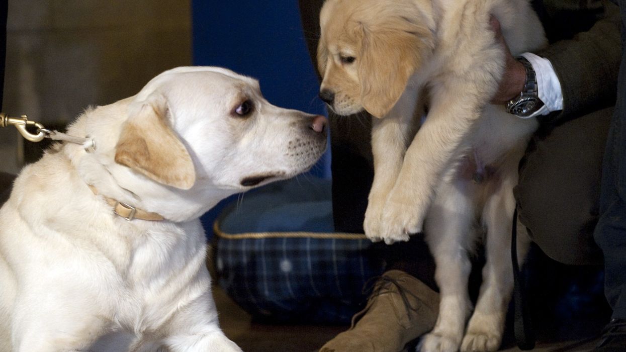 This blind Golden Retriever has his own 'seeing-eye' puppy, and awww