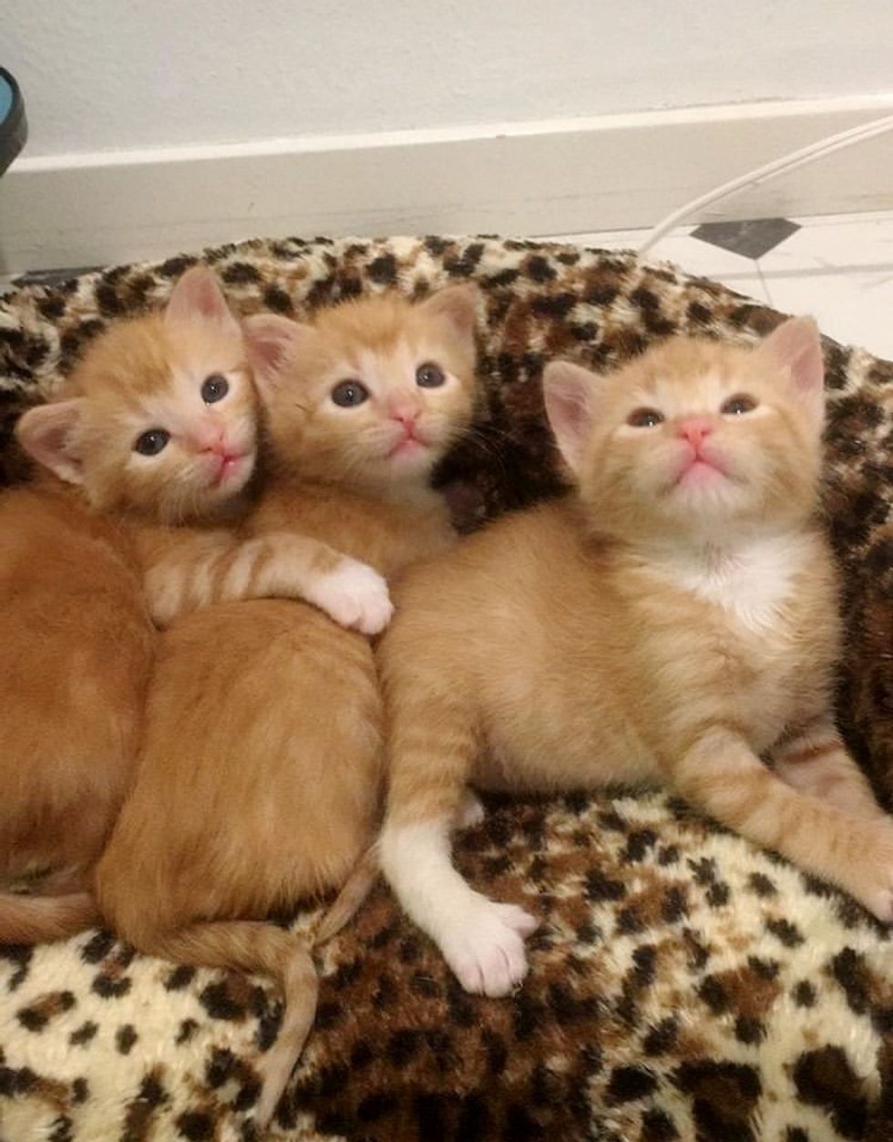 5 Ginger Kittens Found Huddled Up in Cabinet in a Garage, Get Help Just ...