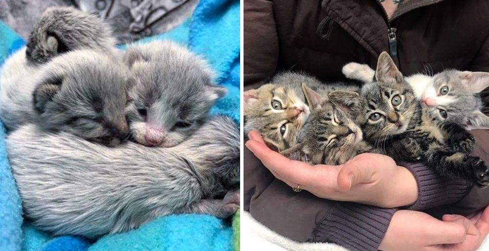 tabby newborn kittens