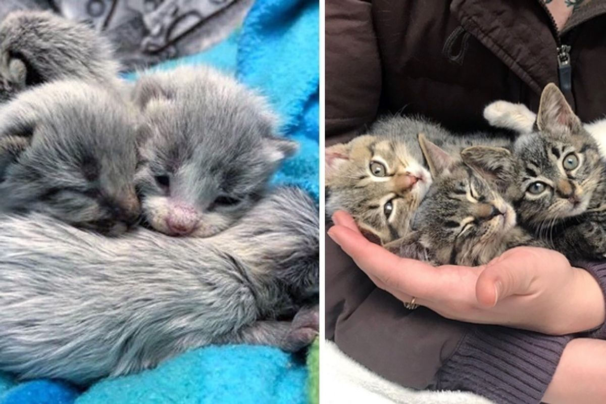 Rescued Kittens Born With Silver Gray Coat Grow Up To Be Beautiful