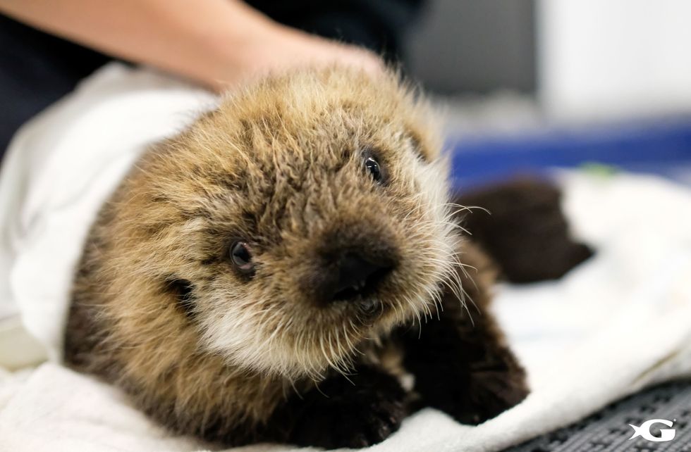 Good Lunch Snack Containers, Baby Otter