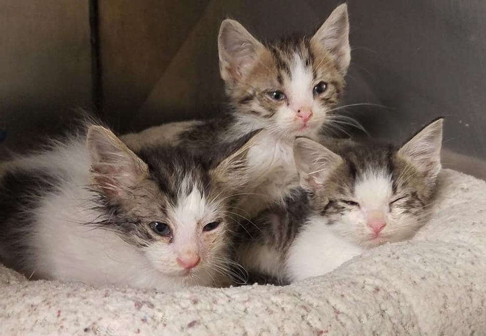 Kittens Found Abandoned at Stop Sign Have Their Lives Turned Around ...