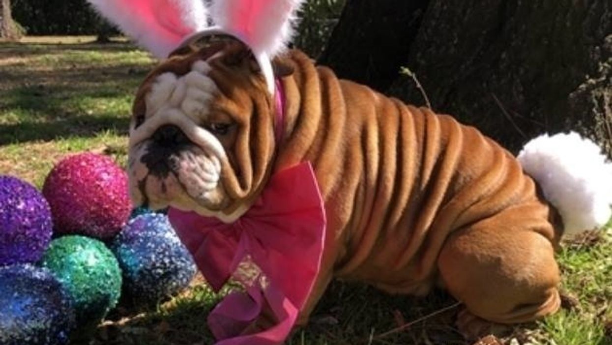 See North Carolina bulldog in Cadbury's new 'Clucking Bunny' ad