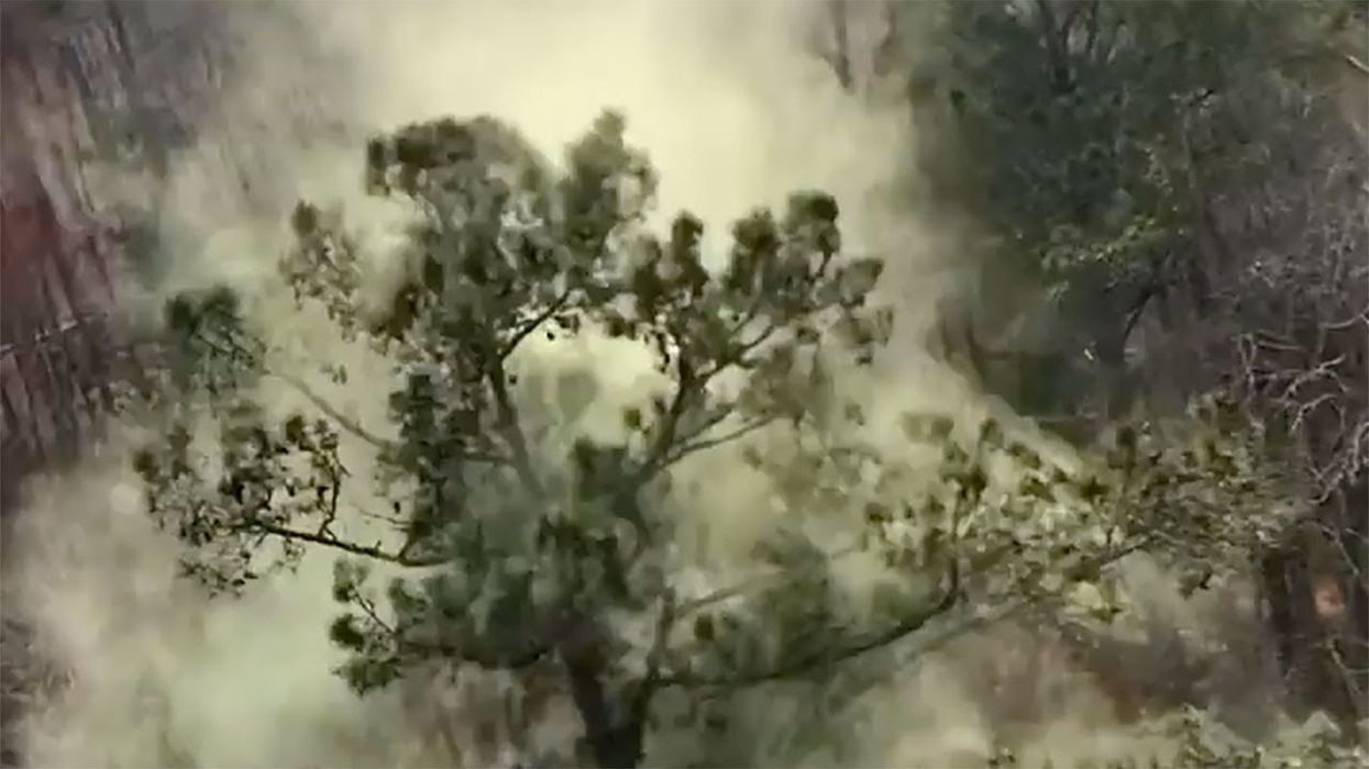 Watch helicopter stir up massive cloud of pollen in Georgia forest