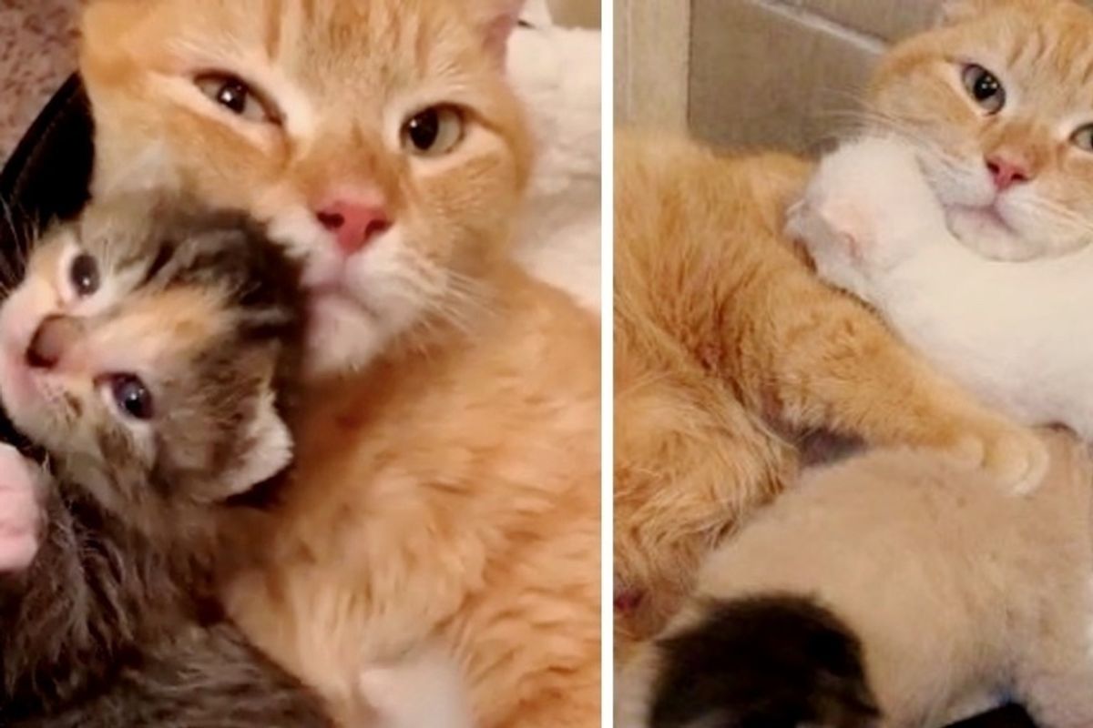 Stray Cat So Happy When Her Kittens are Saved Just in Time, She Won't Leave Their Side