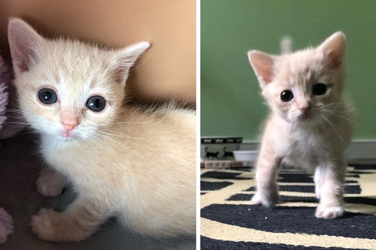 Kitten with Crooked Legs, Half the Size of Other Kittens, Finds Someone to Help Her Walk and Grow