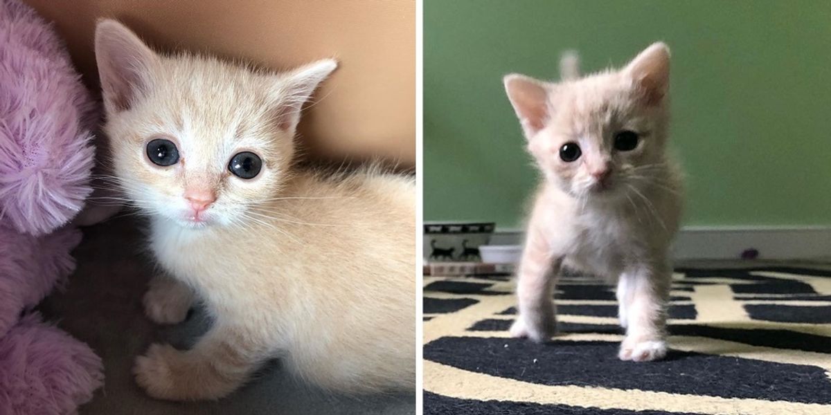 Kitten With Crooked Legs, Half The Size Of Other Kittens, Finds Someone 