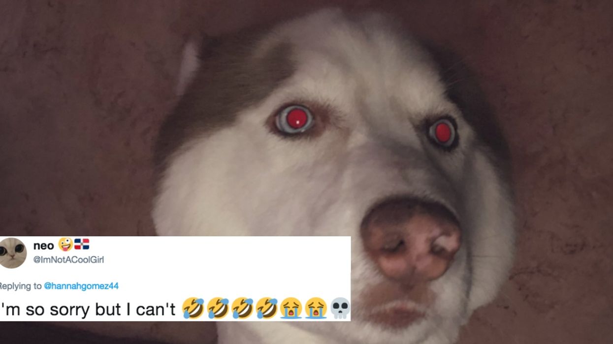 Groomer Hilariously Takes Woman's Instructions For Her Husky's Haircut A Bit Too Literally