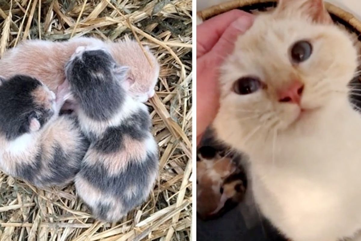 Cat Snuggles Rescuer When She Realizes Her Kittens are Safe, After She's Lived Her Life on the Streets