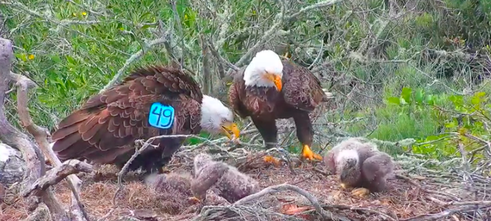 National Park Service live webcam of bald eagles