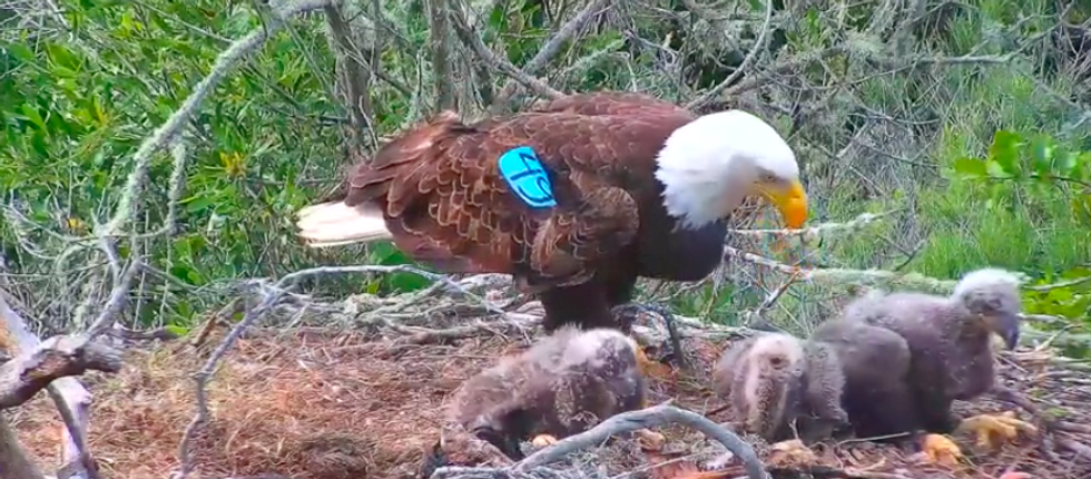 A photo of an adult bald eagle and chicks on the Channel Islands in California