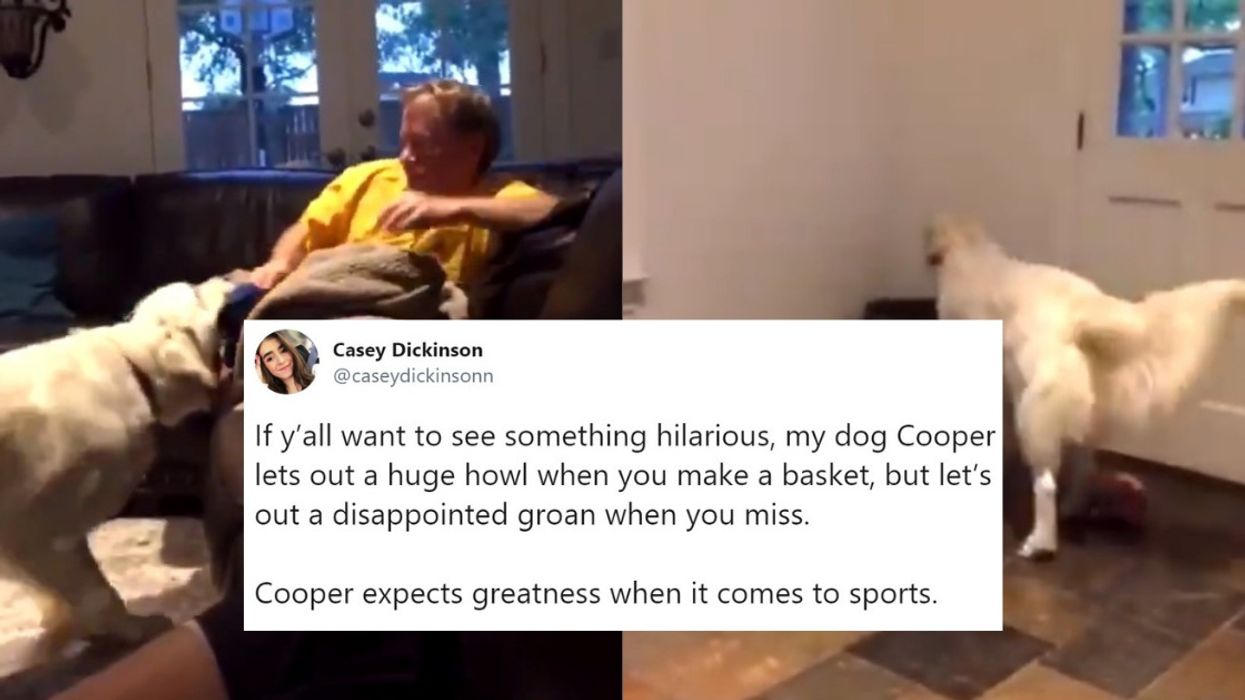 We Can't Get Over This Dog Who Literally Cheers When His Owner Makes A Basket