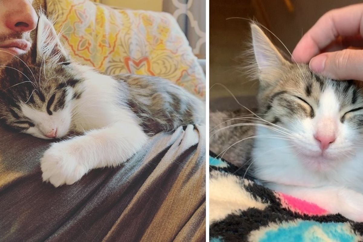 Kitten is Determined to Get Adopted After Having Gone Through 3 Foster Homes