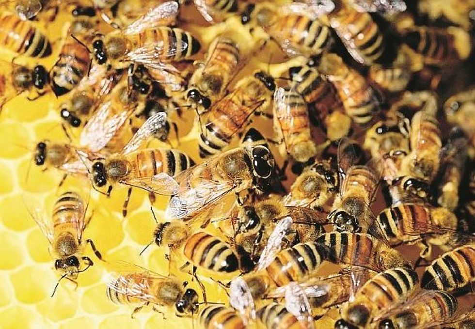 Gli animali piangono, ma non solo di dolore