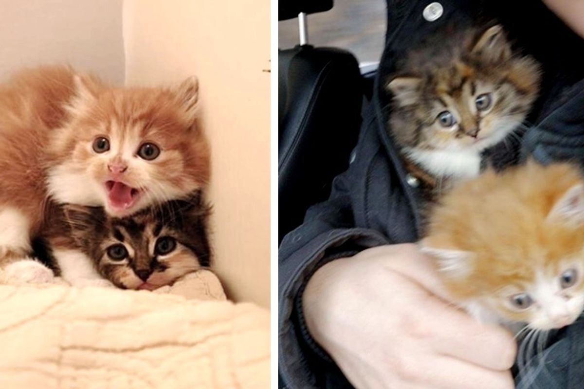 Cat Brought Home 3 Kittens that Needed Help But They Weren't Hers