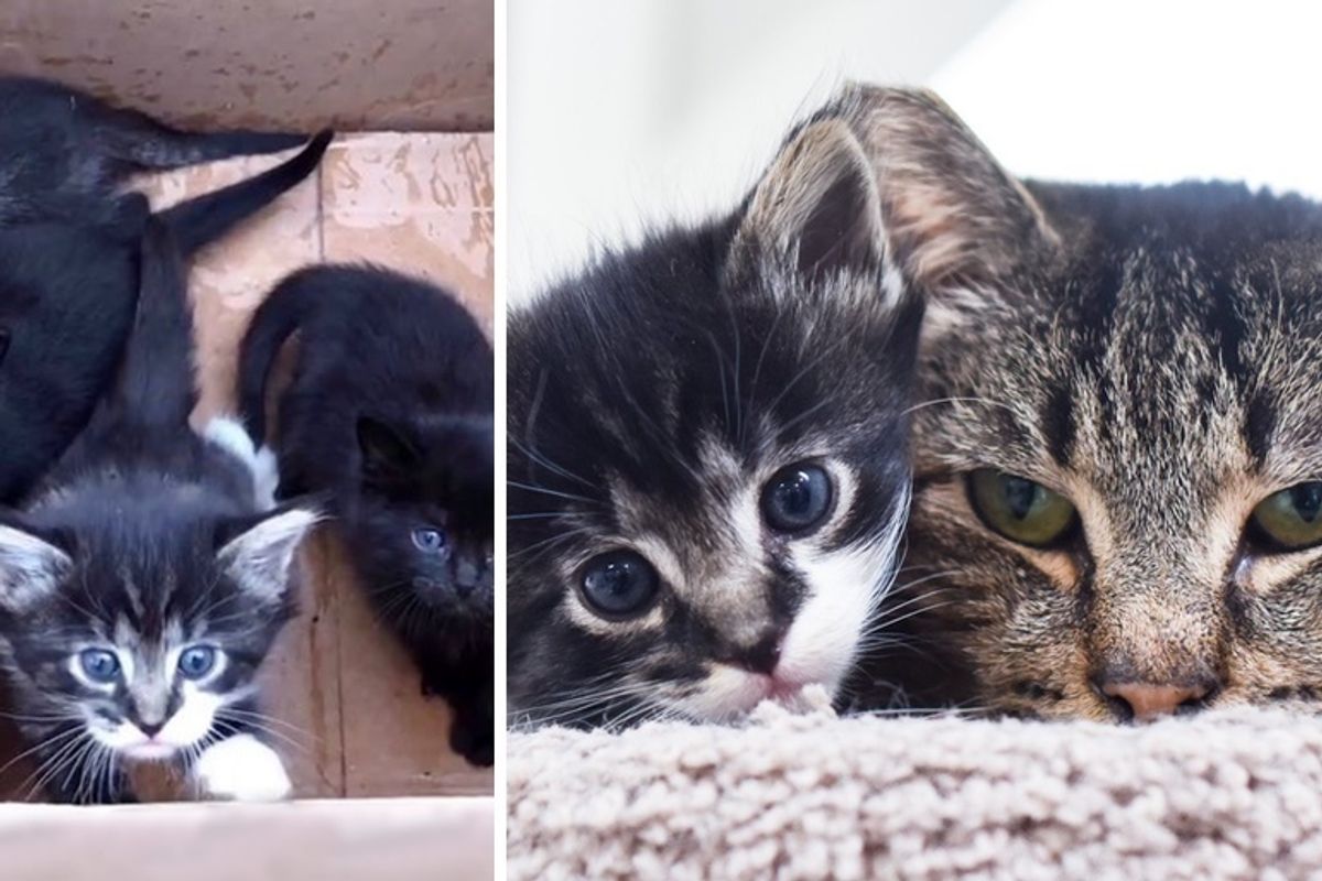 Grandpa Cat Helps Kittens Who Were Found Abandoned in a Box, and Shows Them Love