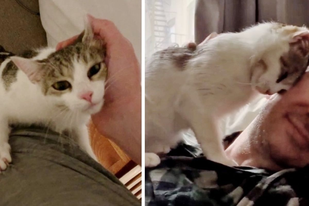 Shy Kitten Comes Back to Rescuer Who Was Kind to Her, and Decides to Accept His Help