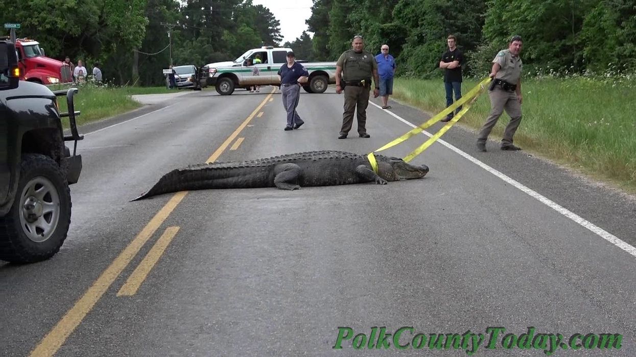 Watch game warden remove feisty alligator from blocking traffic in Texas