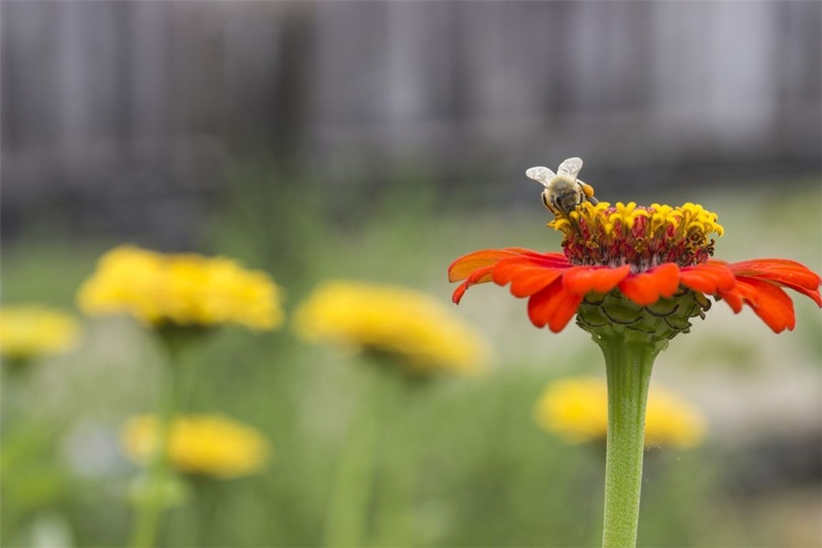 UN Predicts Loss Of A Million Species, Is That Terrifying?