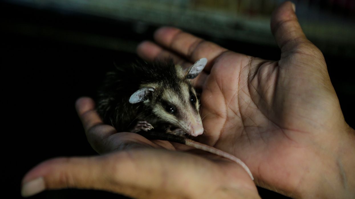 North Carolina woman shares video of opossums living in grill, and Twitter is torn