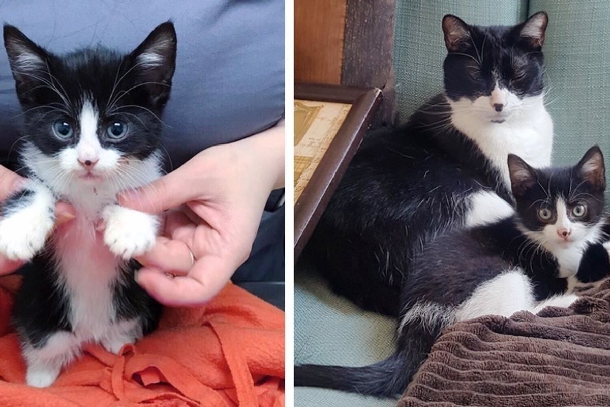 Volunteer and Her Cat Help Save Tiny Kitten and Turn His Life Around