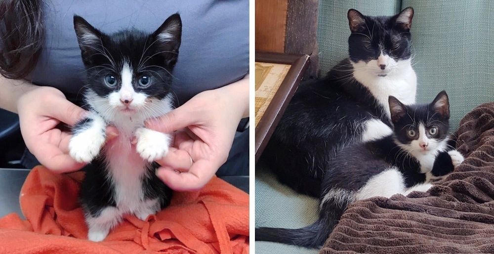 Volunteer and Her Cat Help Save Tiny Kitten and Turn His Life Around