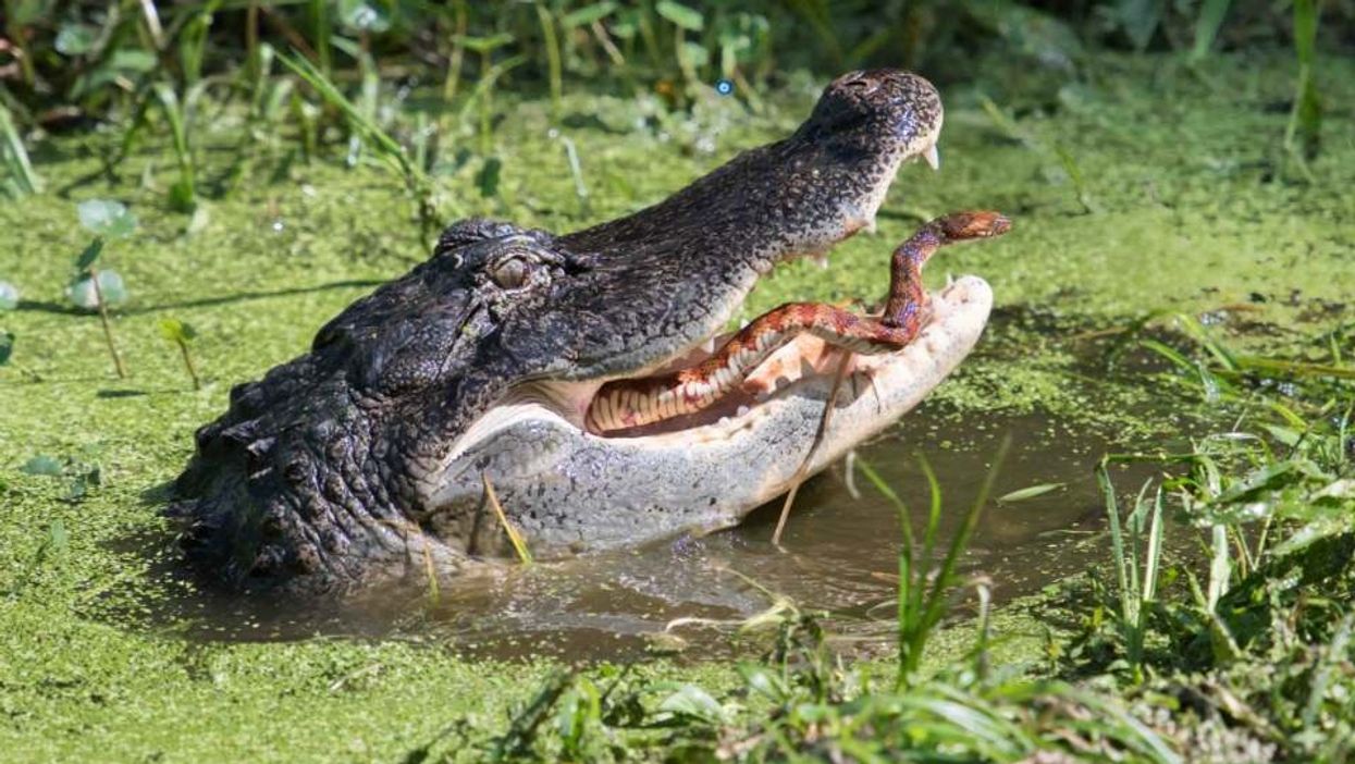 Stunning photos capture snake battling to escape jaws of alligator