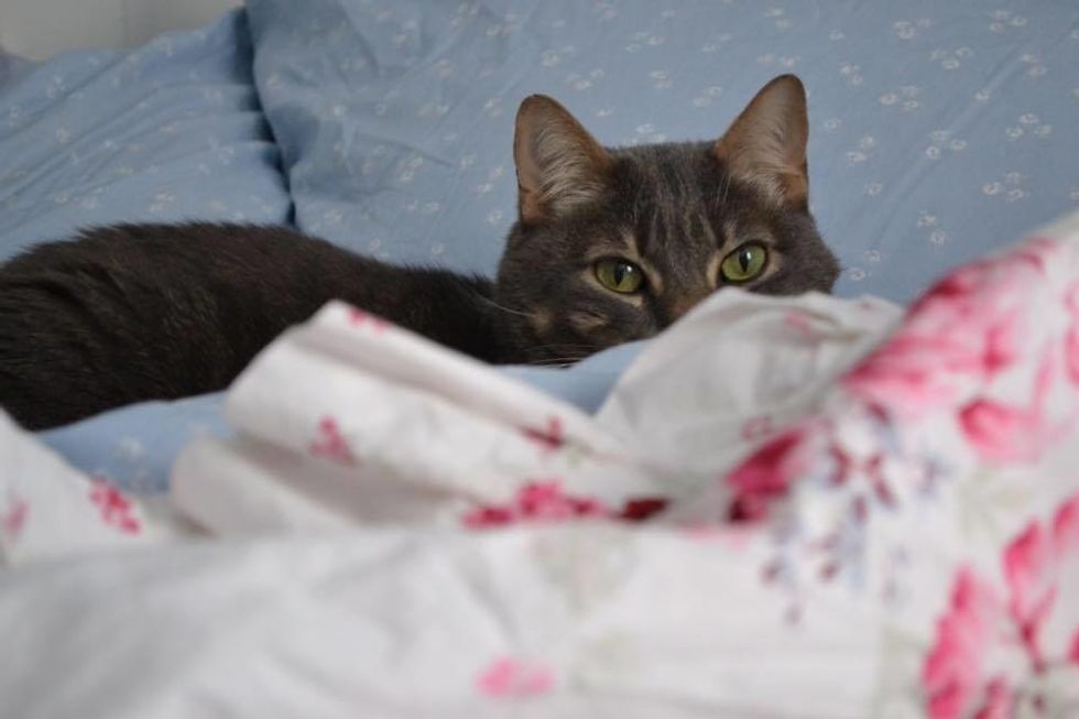 My Cat Just Died. Did I Adopt Another Too Soon?