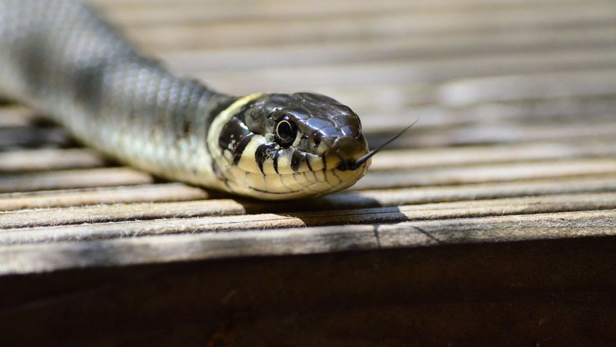 Doorbell camera captures 5-foot snake biting man's face in Oklahoma