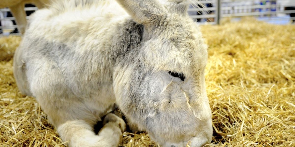 'Therapy donkeys' soothe stressed-out college students before finals ...