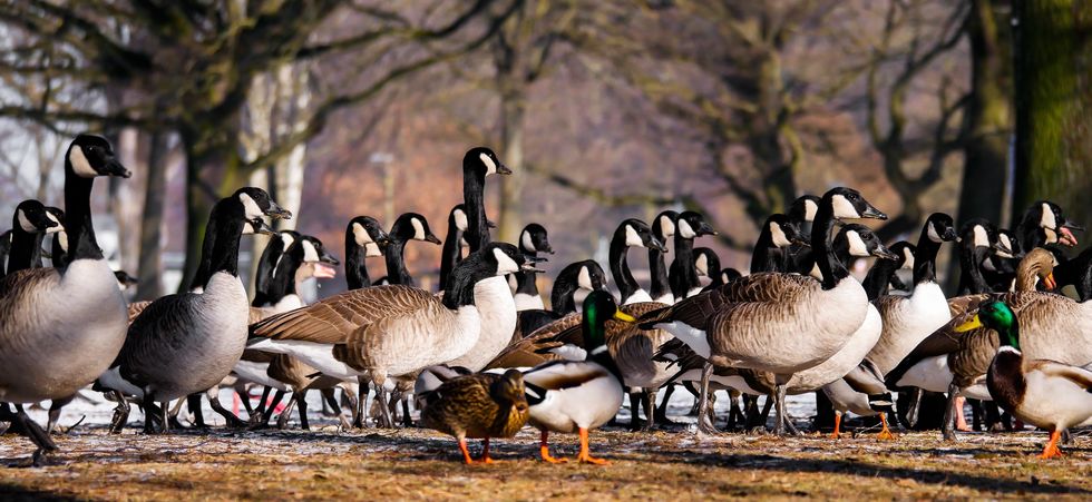 The Busch Geese At Rutgers University Are Invaluable, Change My Mind