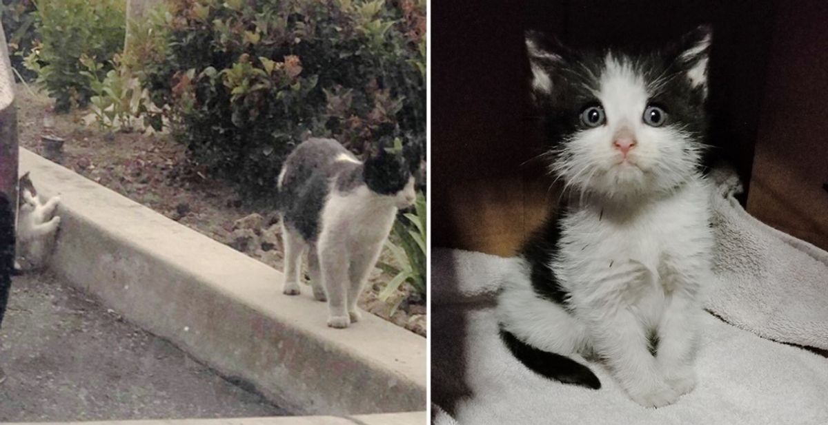 Rescuers Help Feral Cat and Come Back to Find Her Kitten at Auto Shop