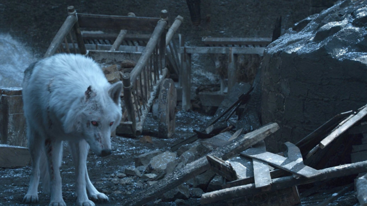 'Game Of Thrones' Fans' Desire To Have A Dire Wolf Of Their Own Has Left A Particular Dog Breed Suffering Greatly