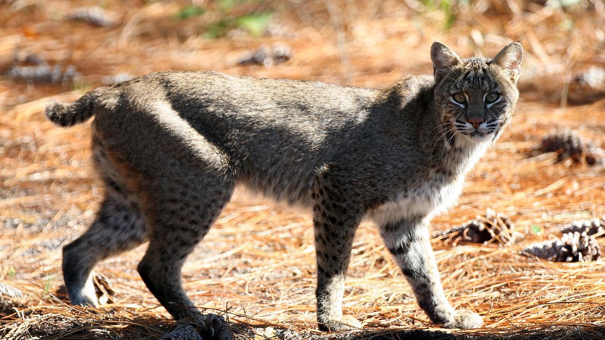 Bobcat hangs out atop power pole near Florida interstate