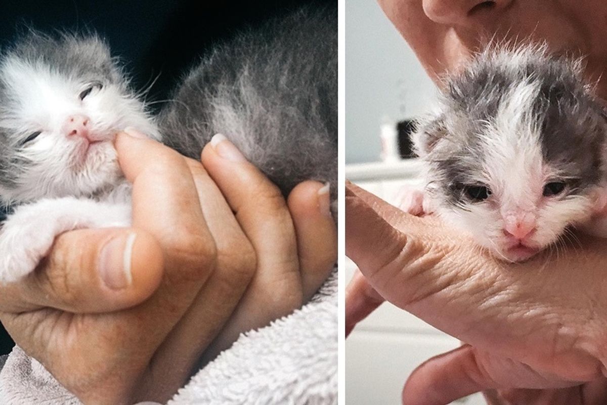 No One Expected This Kitten to Survive But Shelter Volunteer Gave Him a Fighting Chance
