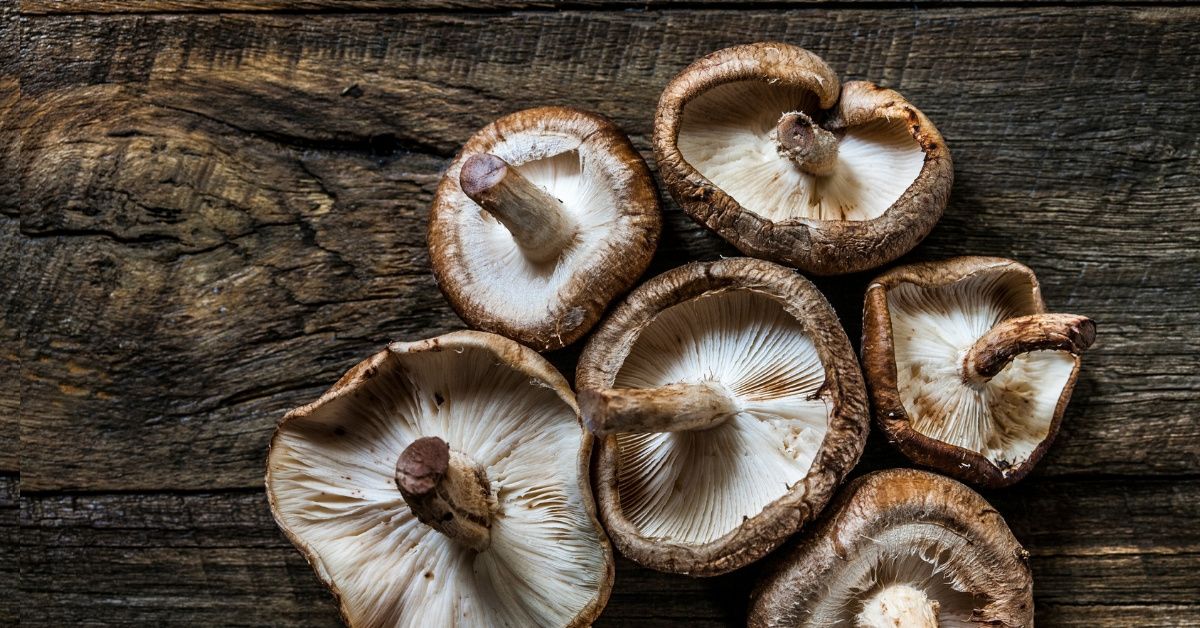 Denver Is Officially The First City In America To Legalize Psychedelic Mushrooms