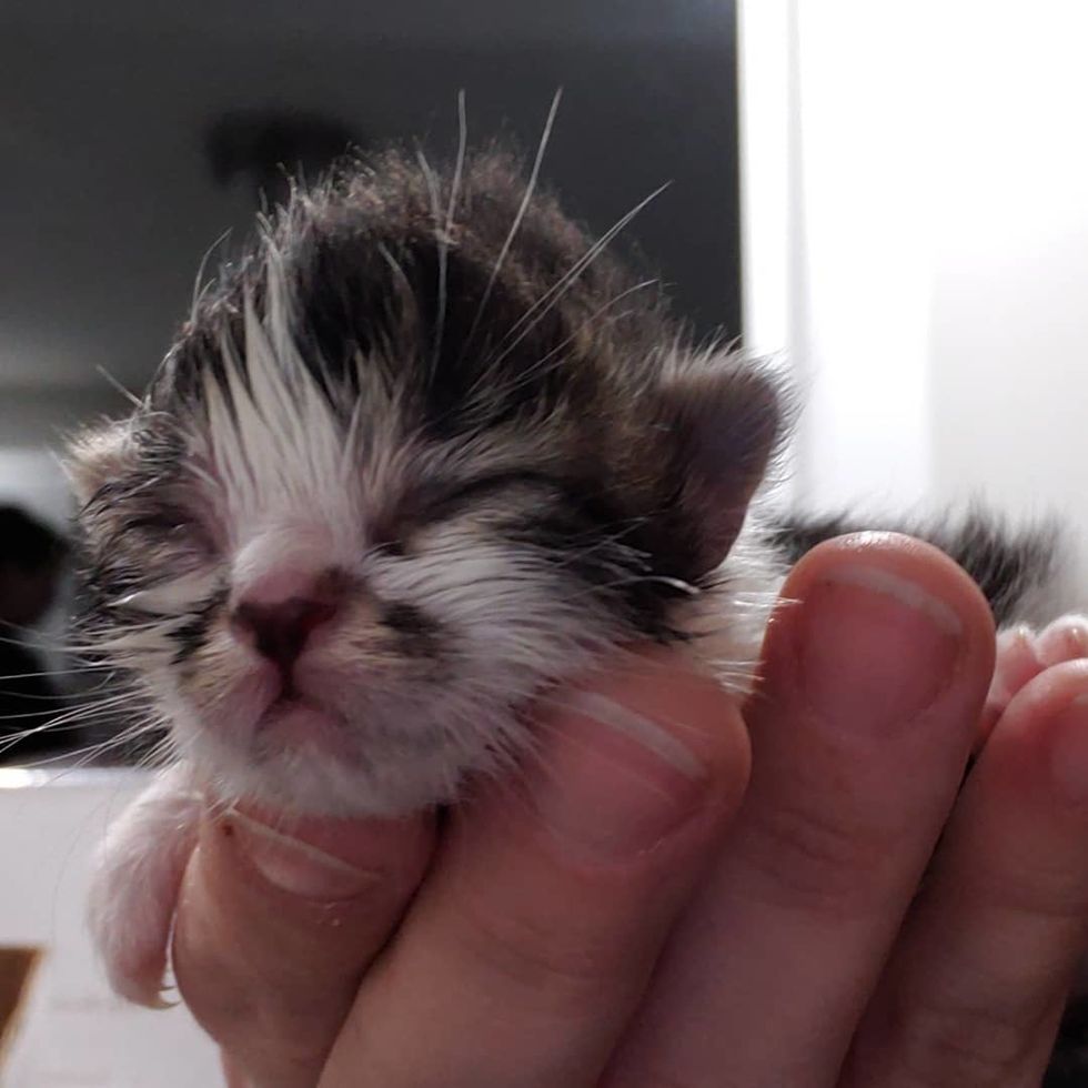 Kitten Meets 2 Smaller Kitties Rescued from the Same Farm and Starts ...