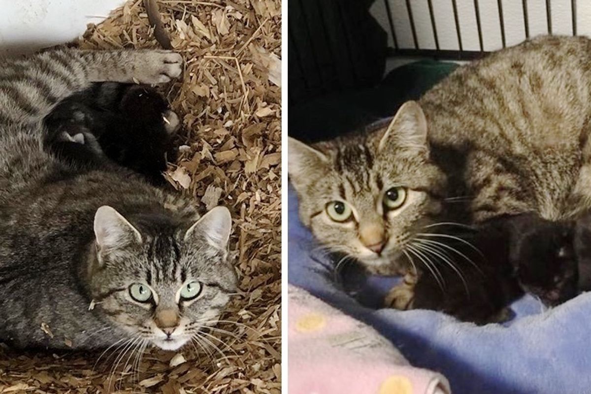 Feral Cat Rescued Along With Her Kittens Adopts 3 Others Who Needed a Mom