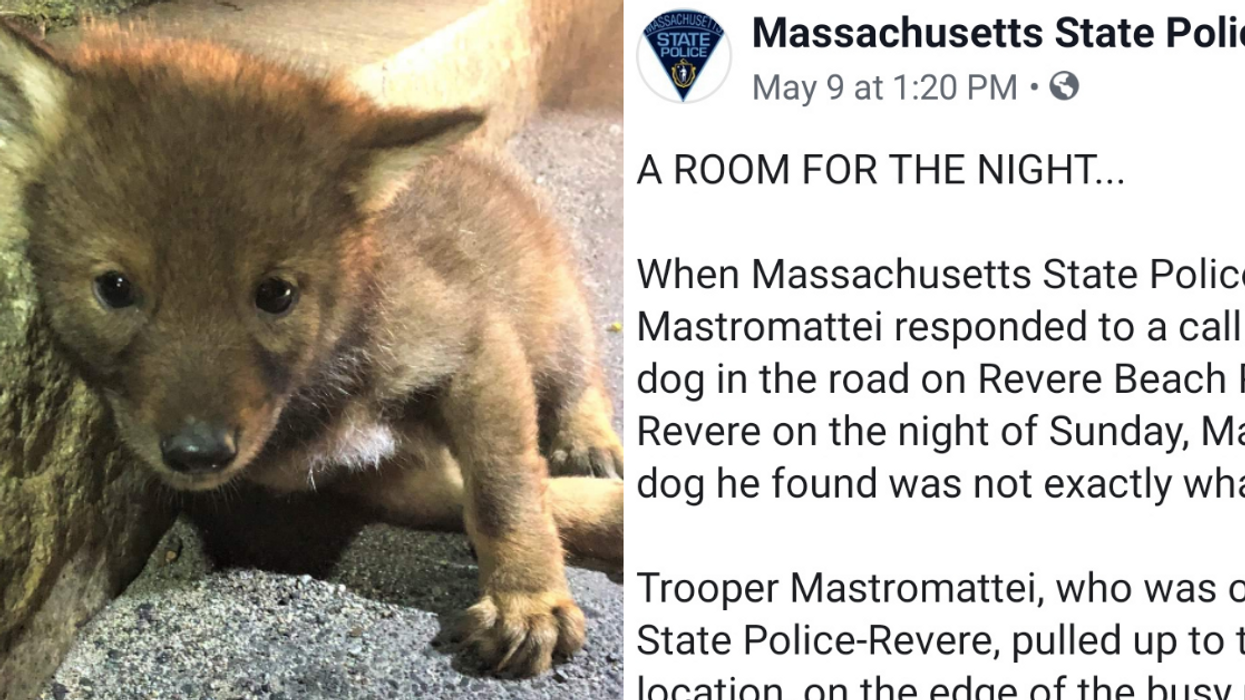 Cop Responding To Call About A 'Wounded Dog' Ends Up Finding A Tiny, Frightened Coyote Pup Instead